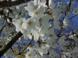hanami